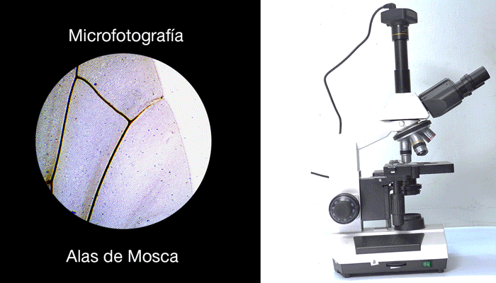 Microscopio Trinocular Investigador, para cámara digital. Luz Halógena graduable. Campo ancho Condensador Abbe